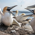 Northern Gannets (Morus bassanus) 7, Bass Rock, Scotland, UK